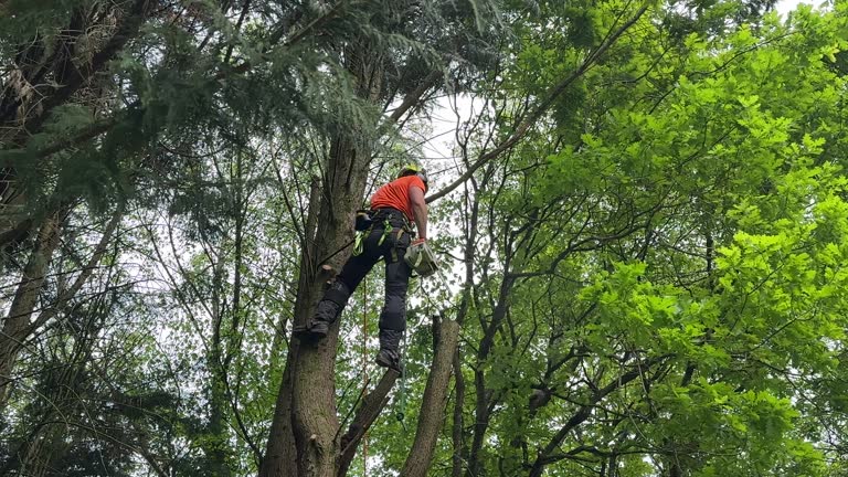 Broken Arrow, OK Tree Services Company